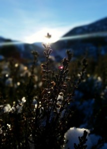 Allt Mor greens    