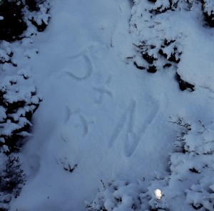 J and N Aviemore    