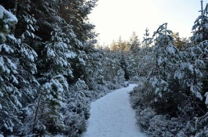 allt mor     