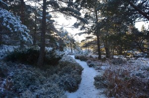 allt mor     