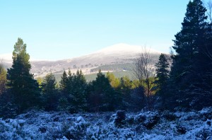 allt mor     
