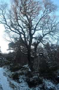 allt mor    